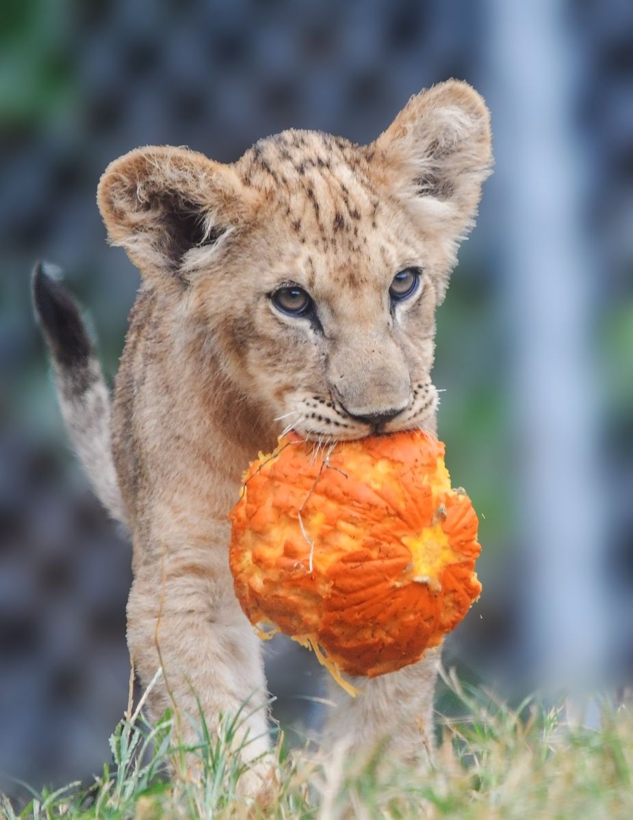 We humans aren't the only ones going crazy for pumpkin flavor this season. Head to the OKC Zoo for their annual Chomp and Stomp event, when animals ranging from cuddly to ginormous will delight in October's favorite gourd. Photo courtesy Andrea J. / OKC Zoo