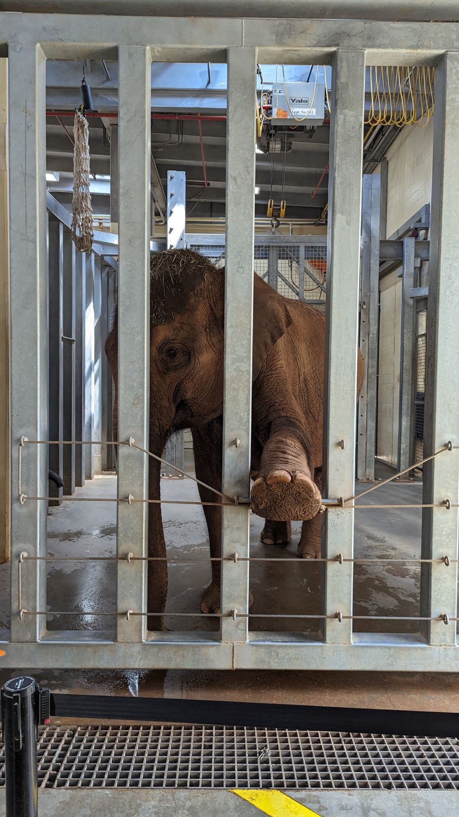 Asha the Asian elephant gets her stretches in at the Oklahoma City Zoo's Sanctuary Asia. Photo by Greg Elwell