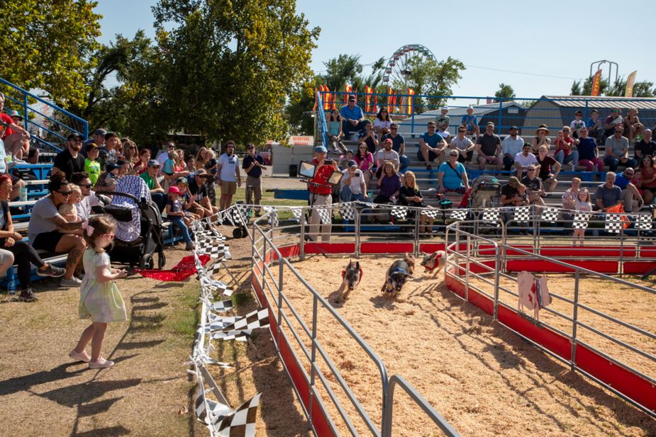 Pig races at the Oklahoma State Fair finally settle the question of who is the speediest swine. Photo by Lori Duckworth / Oklahoma Tourism