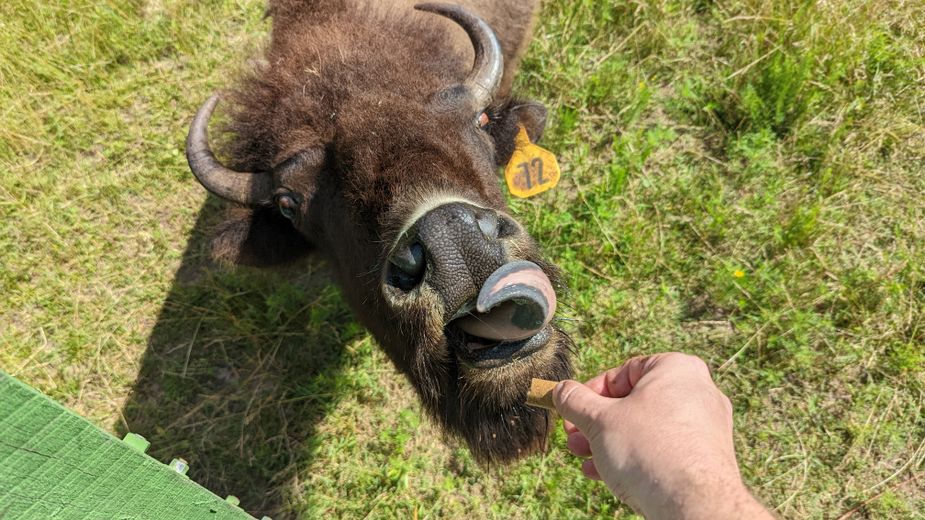 Learn more about the rise and fall of the American bison, and feed a few, during the Old West Buffalo Days Festival in Pawhuska. Photo by Greg Elwell
