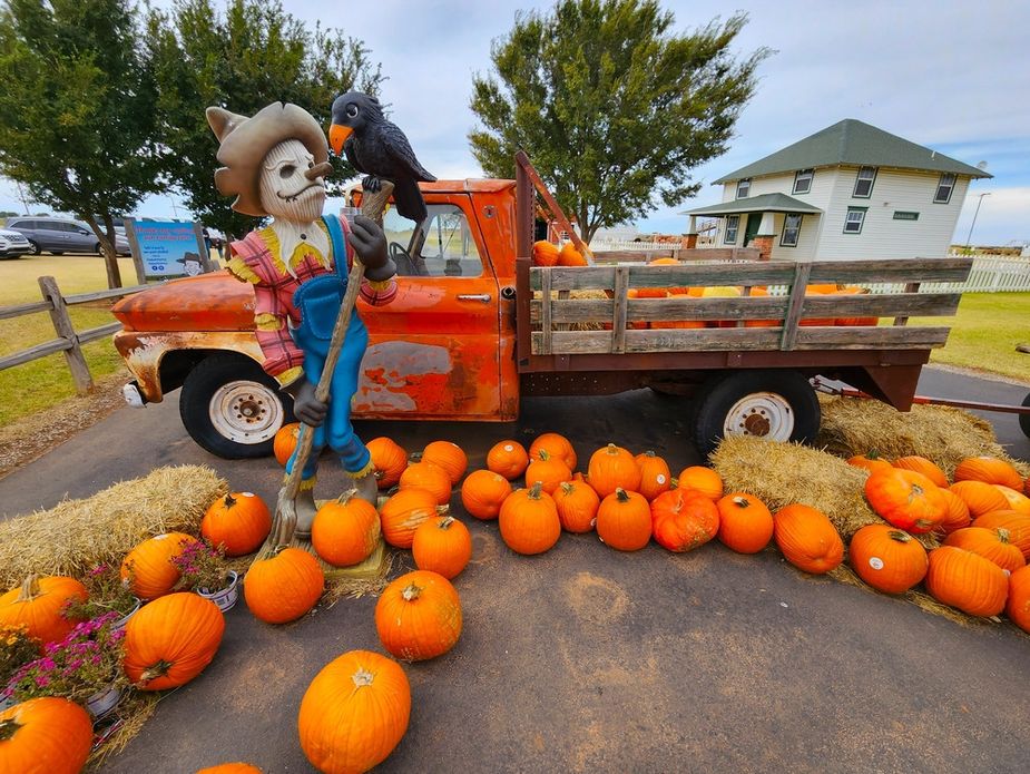 Lovers of pumpkins, corn mazes, and petable goats (so almost everyone) will not want to miss P Bar Farms' new season, open now in Hydro through the end of October. Photo by Megan Rossman