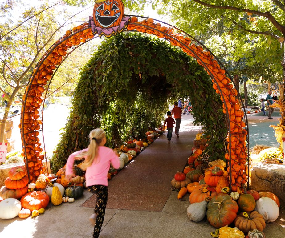Pumpkinville is back at the Myriad Botanical Gardens for another year of harvesting fun.