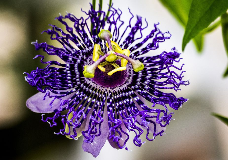 Specifically a purple maypop or passionflower, if I had my druthers. What would you choose? Photo by Kurt Persson
