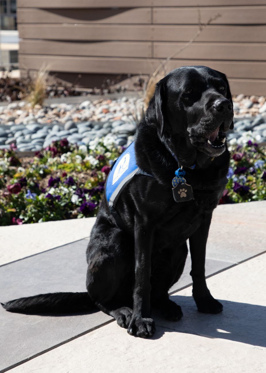 Raisin is set to retire as a service dog at the end of May. Photo by Phillip Ybarra