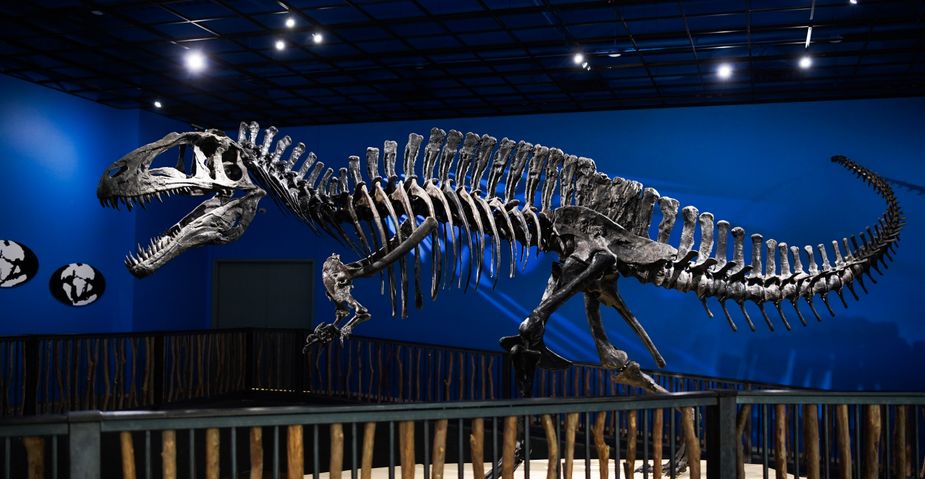 The first specimens of Acrocanthosaurus atokensis—like the one replicated at Idabel’s Museum of the Red River—were found near Atoka, leading University of Oklahoma paleontologists to give it the species name atokensis. Like Tyrannosaurus rex, it was a theropod: a large, two-legged predatory dinosaur—among the largest ever discovered, in fact. Photo by Lori Duckworth