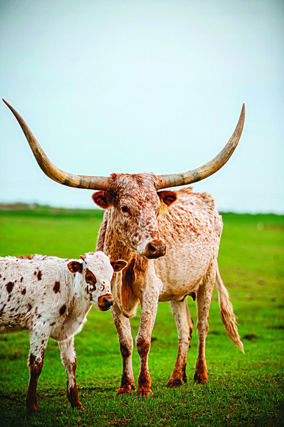 Longhorn cattle at the Davis ranch in Hitchcock.