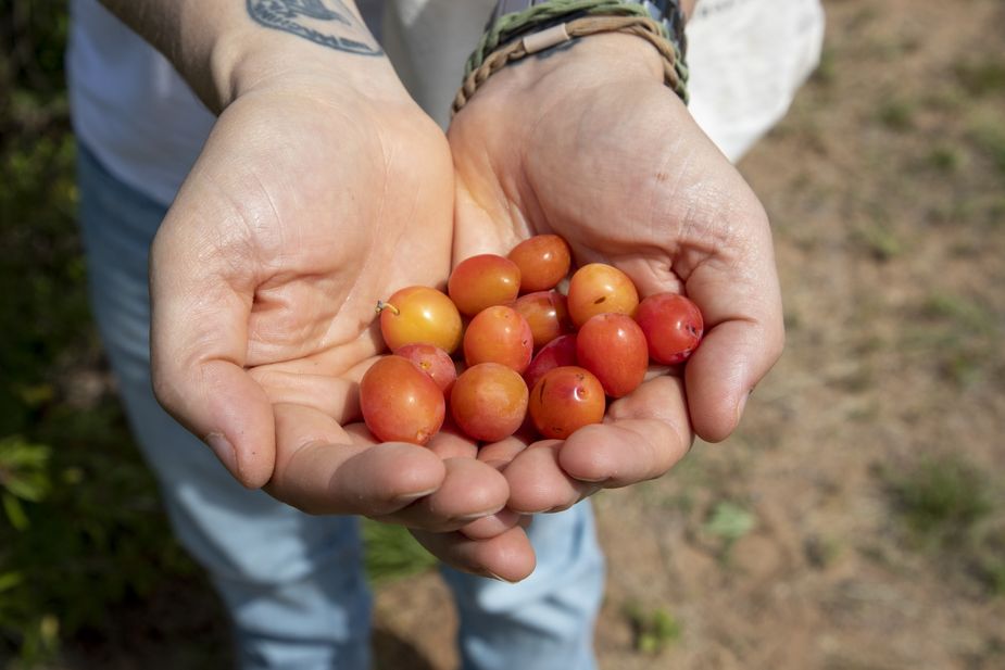 Celebrate the small but mighty sand plum this weekend with a trip to the Laverne Sand Plum Festival. Photo courtesy Lori Duckworth