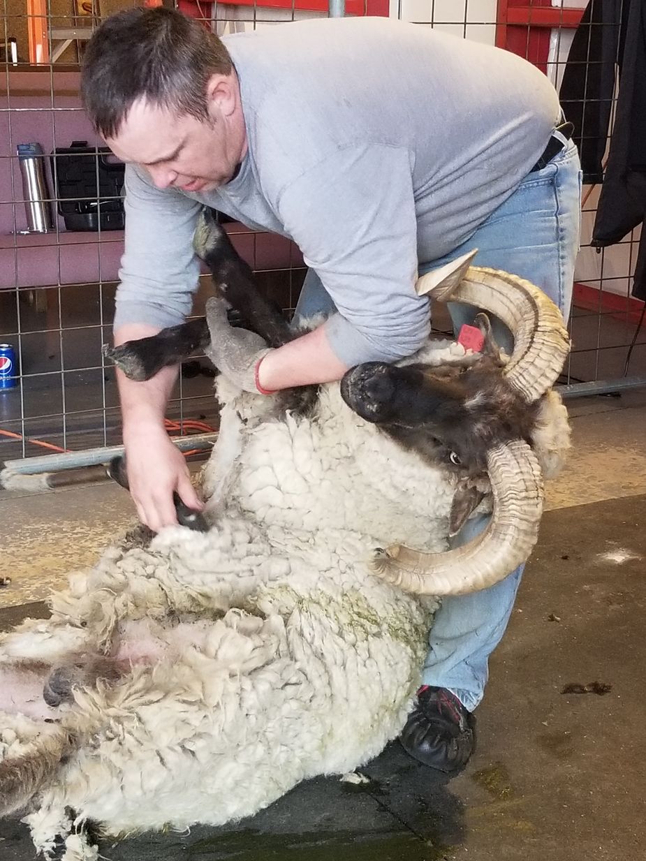 More than 100 sheep will get a fresh 'do for spring during a Woolly Weekend at Shepherd's Cross in Claremore. Photo courtesy Shepherd's Cross