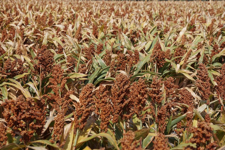 Get a taste of Oklahoma's sweet history during Wewoka's Sorghum Festival. Photo by Bruce McLennan