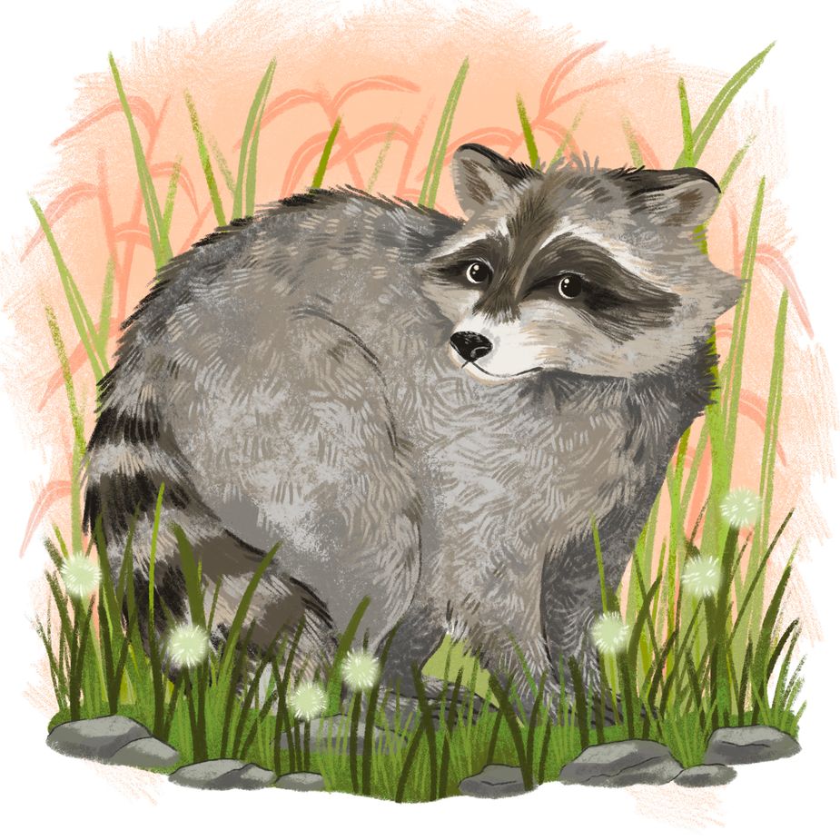 Illustration by Madelyn Goodnight