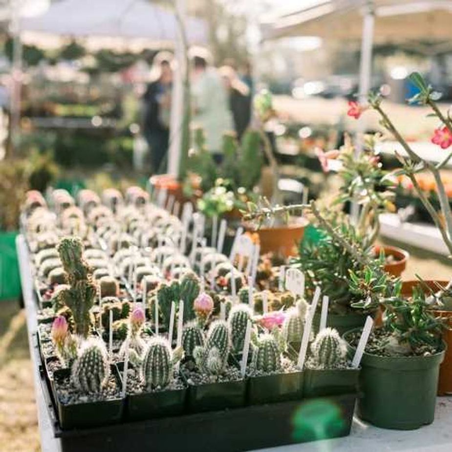 Don't get too prickly about SpringFest at Woodward Park. Head to Tulsa for help planning a garden you'll love. Photo courtesy Tulsa Garden Center