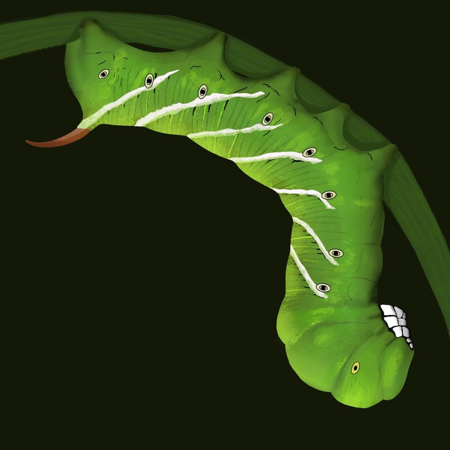 Tobacco Hornworm Caterpillar. Illustration by Lauren Rosenfelt