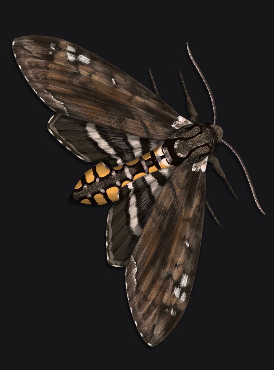 Tobacco Hornworm Moth. Illustration by Lauren Rosenfelt