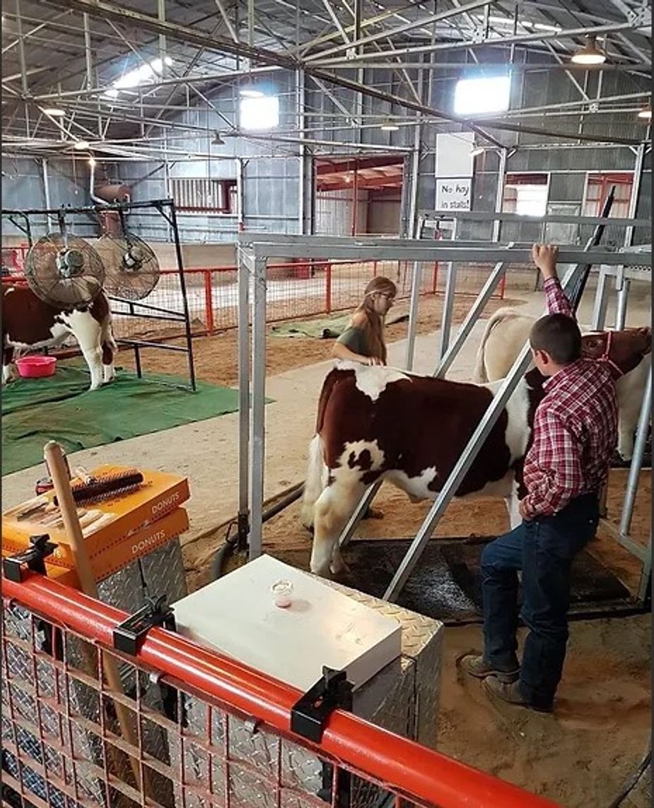 See animals galore, plus tractor pulls and carnival rides, at the Texas County Fair in Guymon. Photo courtesy Texas County Fairgrounds