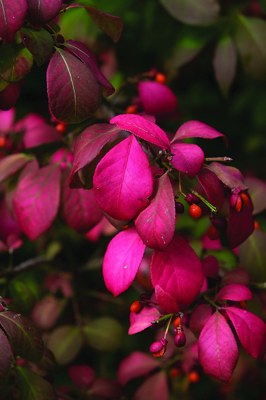 Burning Bush at Philbrook Museum Gardens in Tulsa (Photo by Stan Schwartz)