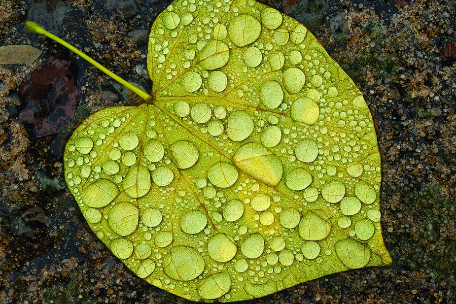 Redbud leaf near Lake Overholser in Oklahoma City (Photo by John Jernigan)