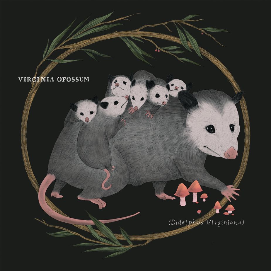 Virginia Opossum illustration by Danielle Maniguet