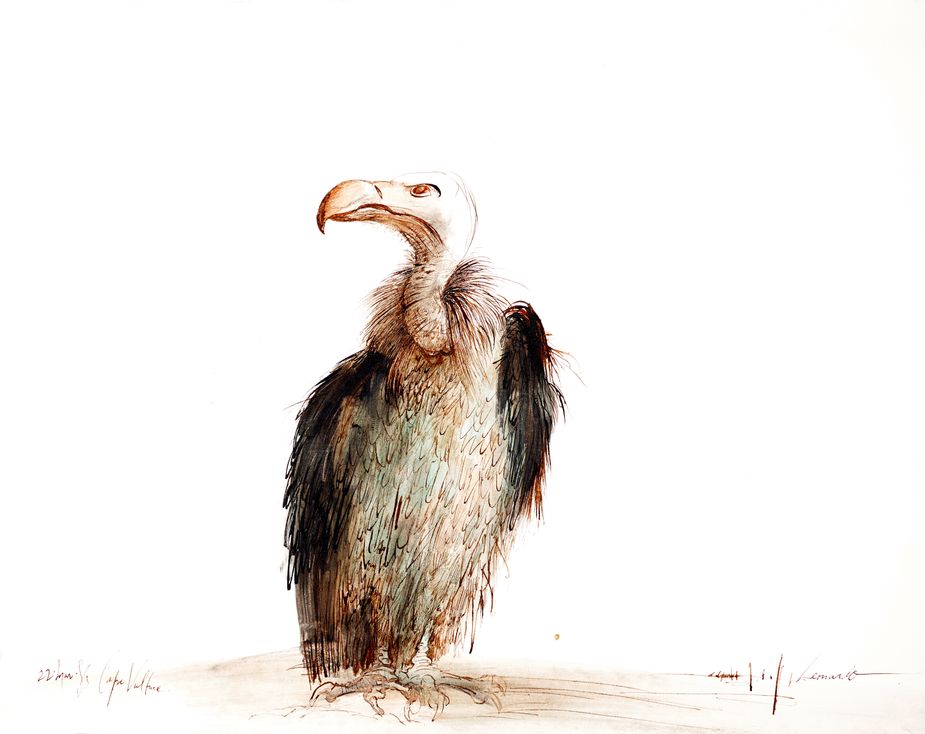 Vulture by Ralph Steadman