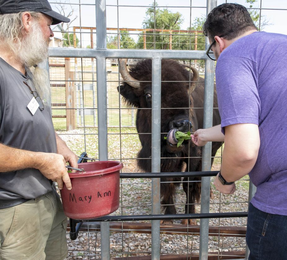 Greg Elwell feeds Mary Ann the bison some greens during a "Wild Encounter" at the Oklahoma City Zoo. Photo by Lori Duckworth
