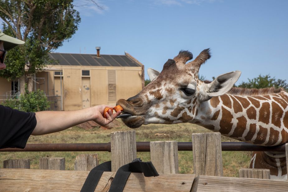 Visitors have the opportunity to take part in giraffe feedings every day at the Oklahoma City Zoo. Photo by Lori Duckworth