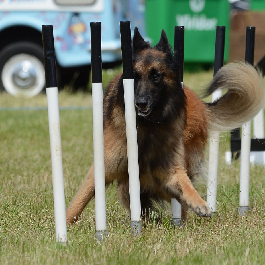 Watch some capable canines compete at the Summer Canine Olympics in Oklahoma City. Photo by SnottyBoggins/Pixabay