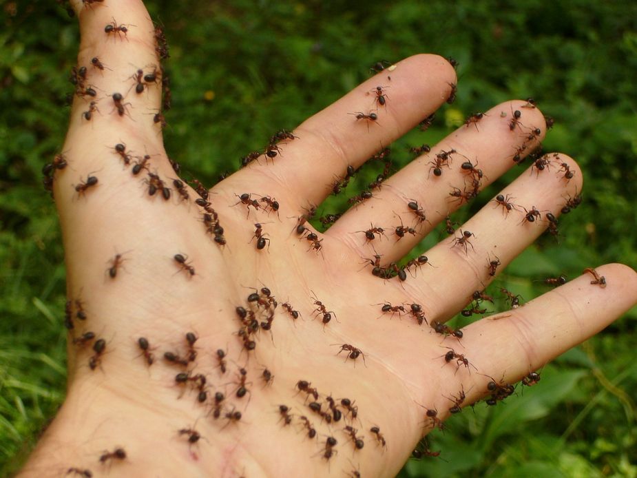 A surge of ants has Megan appreciating the joy of pesticides. Photo by Hans Braxmeier/Pixabay