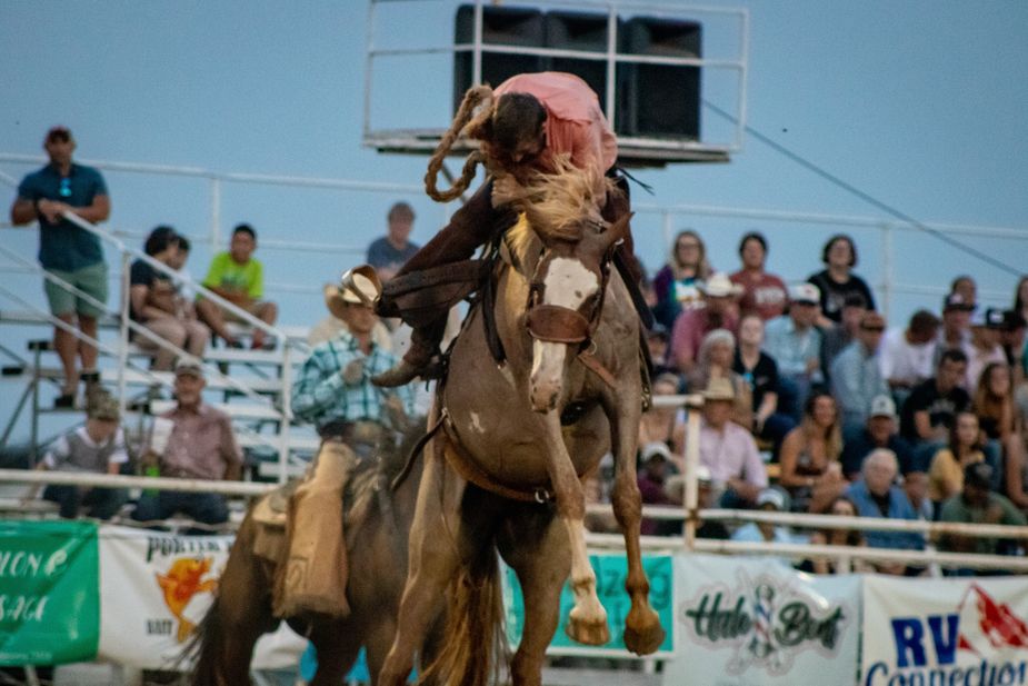 Broncs and bulls will do their best to toss riders during this weekend's Elgin Rodeo. Photo courtesy Elgin Rodeo Association