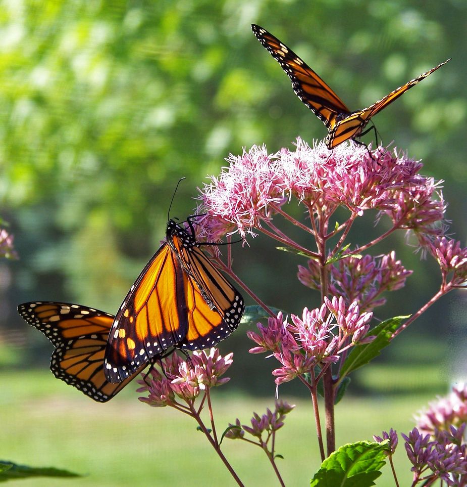 Monarch butterflies will pour into Frederick during the Monarch Butterly Watch.