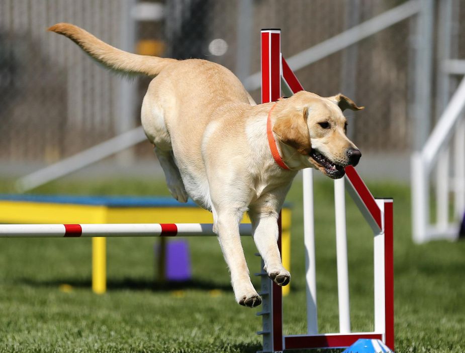 Watch as four-legged friends compete for glory at the Summer Canine Olympics in Oklahoma City. Photo by Leslie Black