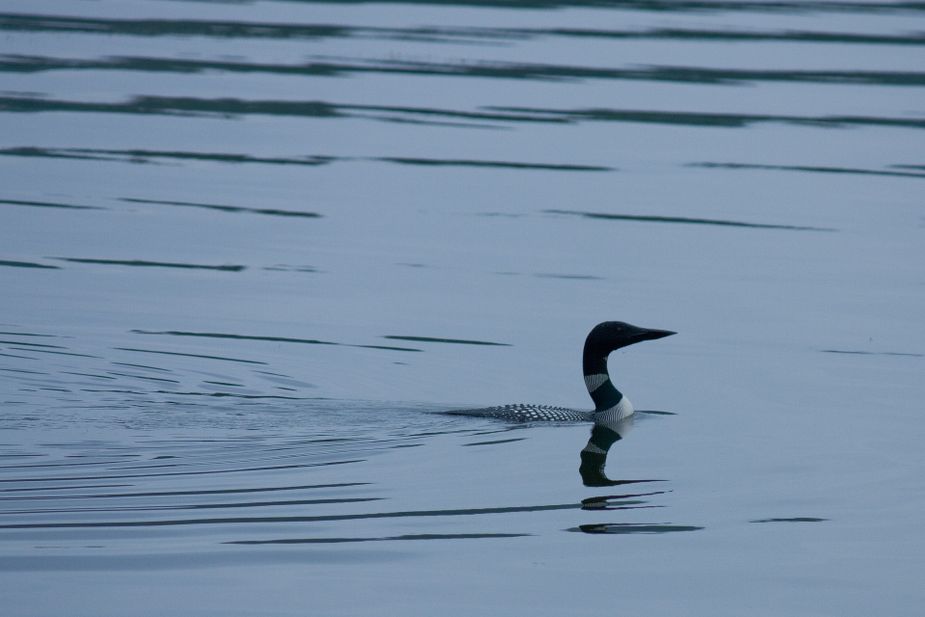 Get neck-deep in the fun of birdwatching like this common loon at the Eagle Tour and Loon Watch in Vian. Photo by gholland