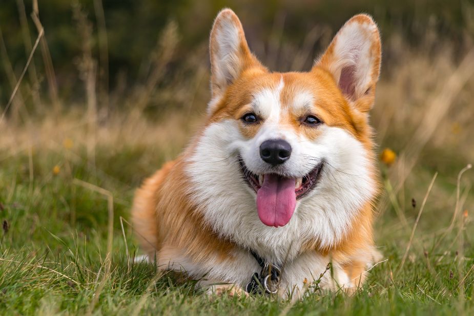 Hominyfest, featuring costumed corgis on parade, makes October 12 arguably the best time to visit Hominy in northeast Oklahoma. Photo courtesy Pixabay