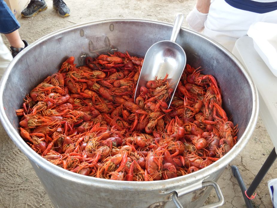 No matter what you call them, crawfish are always good eating at Tahlequah's annual Crawfest. Photo courtesy Pixabay