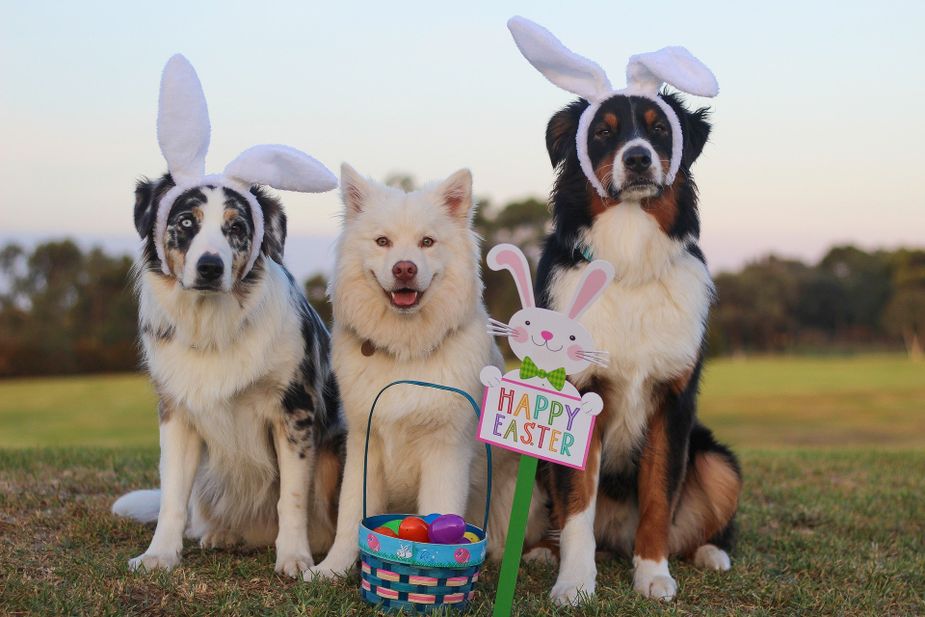 Ardmore's Easter Egg Dog Hunt gets your pooches into the mix for the holiday. Photo by Spiritze