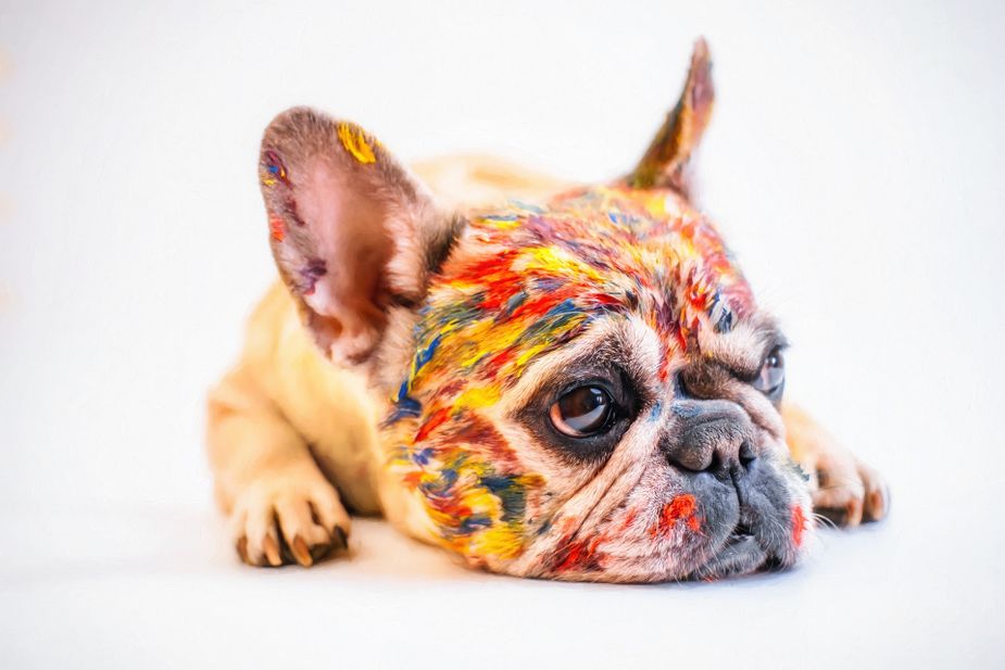 That's not what we meant by a Paint Your Pet Party, but it's still pretty cute.