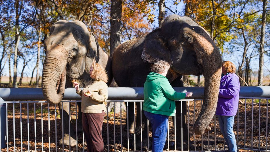 Make a pachyderm pal in Hugo during the Adult Elephant Expedition at the Endangered Ark Foundation. Photo courtesy Laci Schwoegler/Retrospec Films