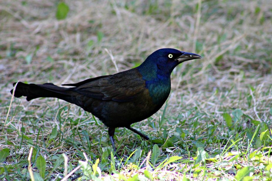 A common grackle. Photo by Jennifer Beebe