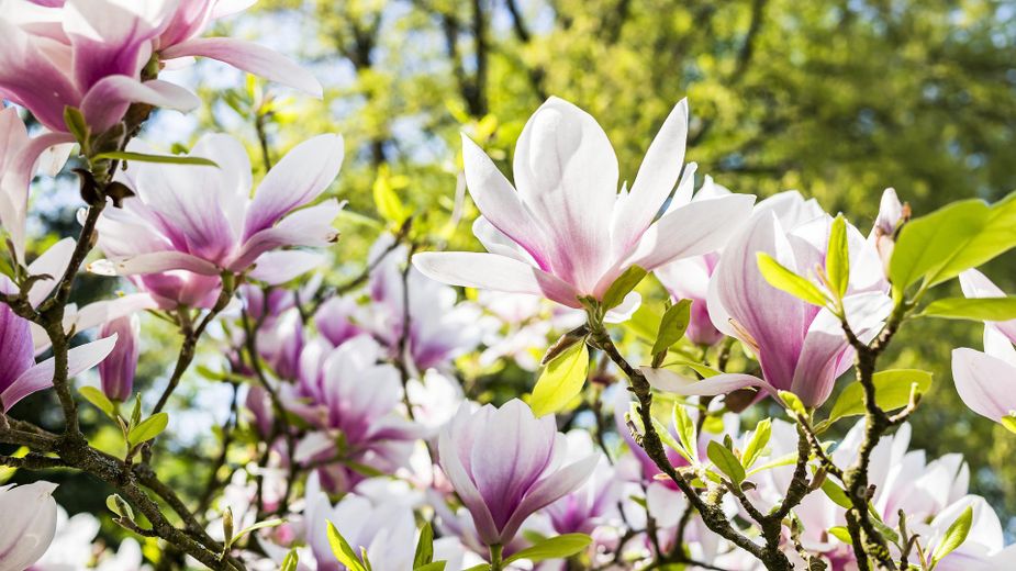 Visit the Magnolia Festival and find out that there's more than flowers to love in Durant. Photo by Felix Mittermeier