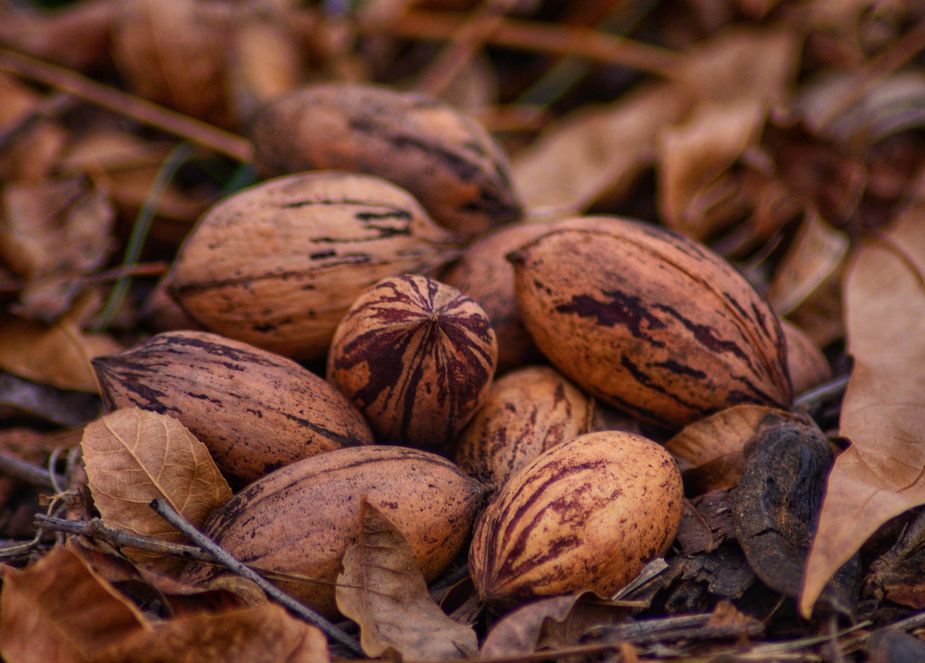 Pecans in their raw and various baked forms will be the star of the show this Saturday at the Pecan Harvest Festival in Ardmore. Photo courtesy Pexels