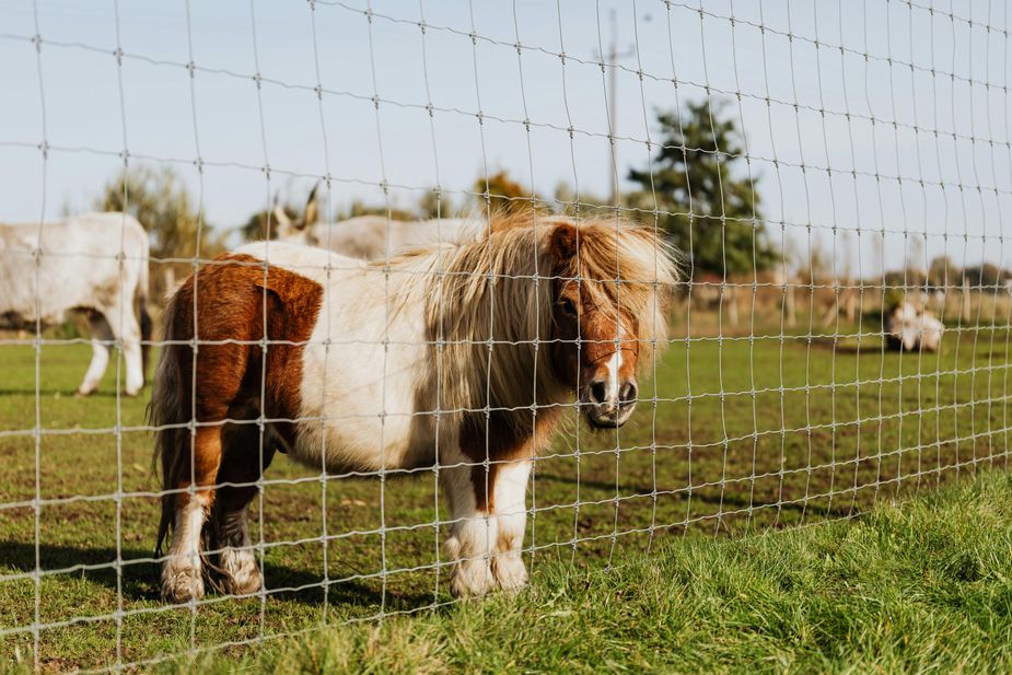 Small ponies bring big smiles during the American Miniature Horse Registry National Show at Tulsa Expo Square. Photo courtesy Pexels