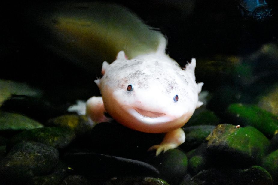 Furry friends are nice, but expect to meet adorable axolotls and other exotic animal companions at the HERPS Oklahoma Exotic Reptile & Pet Show. Photo courtesy Pexels