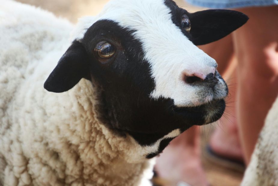 Get a behind-the-scenes look at sheep sheering and wool production or sign up for knitting or weaving classes during the Woolly Weekend at Shepherd's Cross in Claremore. Photo courtesy Pexels