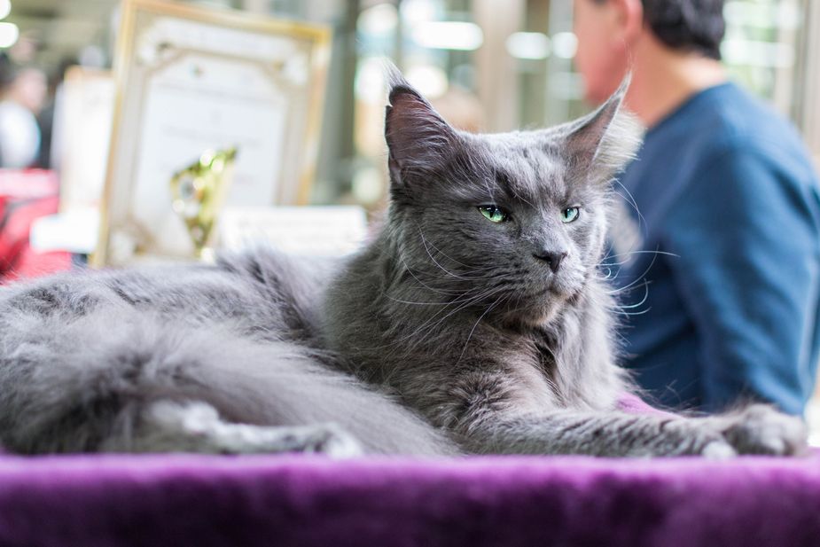 The fanciest of kitties will compete for purr-worthy prizes at the Oklahoma City Cat Club Show, held July 18 inside the Payne County Expo Center in Stillwater. Photo courtesy Pexels
