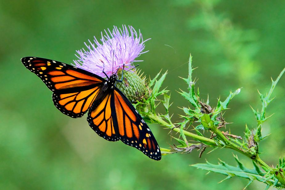 Prepare for monarch butterflies to make their return trip through the state by visiting the OK Monarch Conversation Action Play Kickoff event at Tulsa's Heirloom Ales. Photo courtesy Pexels