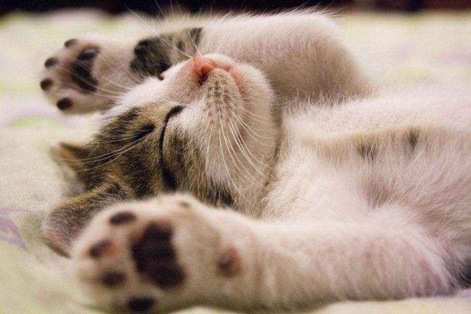 We're paws-itive you won't want to miss the cutest paws competition at the Oklahoma City Cat Club Show in Stillwater. Photo courtesy Pexels