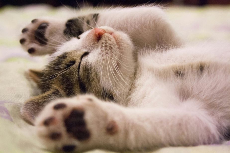 Adorable cats competing to see who is the most adorable? It doesn't get better than that. Check it out at the Oklahoma City Cat Club Show at the Payne County Expo Center in Stillwater. Photo courtesy Pexels