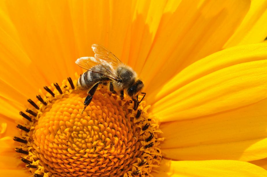 Sometimes you need a place to just . . . bee. The best place for that this weekend if the Honey Bee Festival in Slaughterville. Photo courtesy Pexels