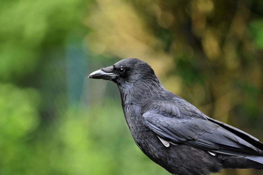 They say a crow is a very intelligent bird, so I'm sure they would be honored to know the Crow Party is being thrown in their honor at the Tulsa City-County Library in Bixby. Photo courtesy Pexels
