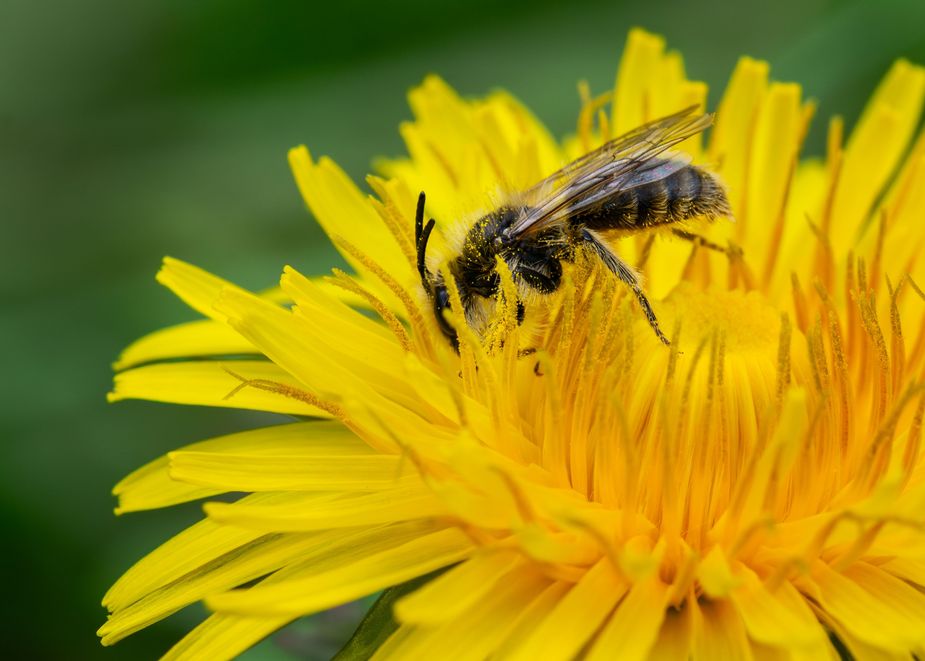 Using the iNaturalist app, citizen scientists at Edmond's BioBlitz at Bickham-Rudkin Park will document the life they see for the benefit of local pollinators. The BioBlitz lasts throughout September, with special events scheduled throughout the month. Photo courtesy Pexels