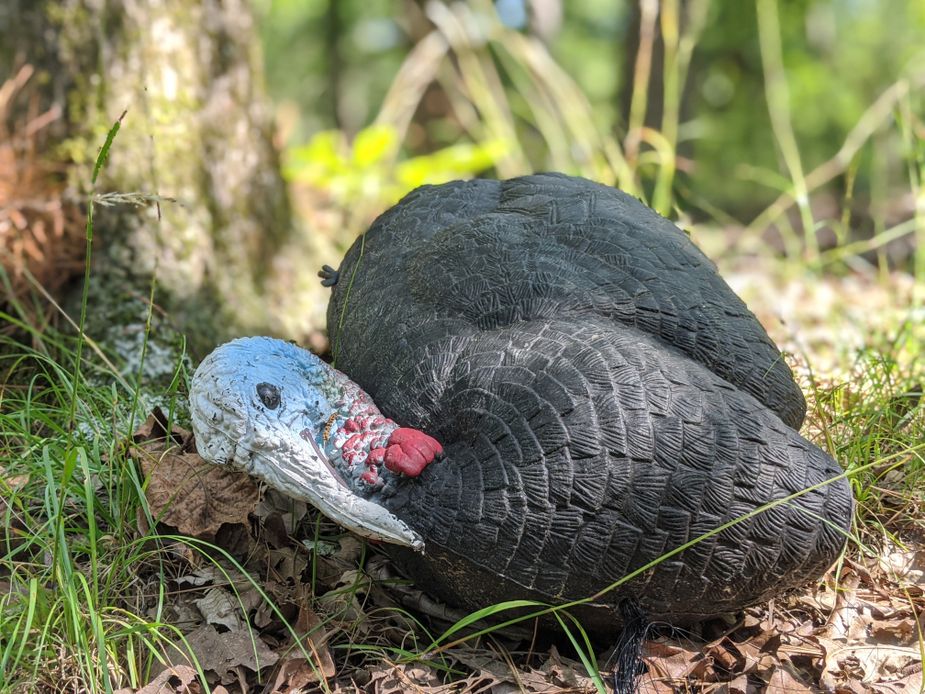 Benton left this decoy turkey behind after he fled from the creature he saw in the McCurtain County forest. Photo by Greg Elwell