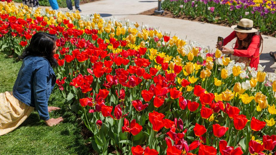 Spring is in full swing, as evidenced by the abundance of brightly colored bulbs populating the Tulip Festival at Oklahoma City's Myriad Botanical Gardens. Photo courtesy Myriad Botanical Gardens